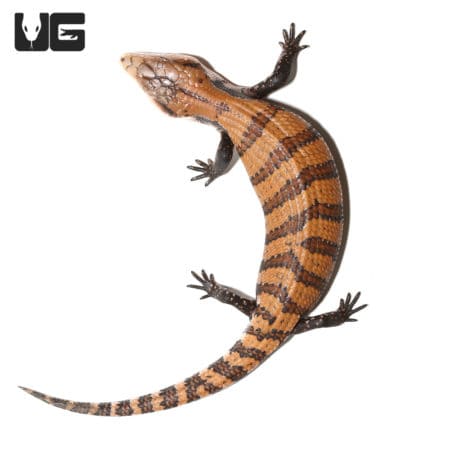Juvenile Irian Jaya Blue Tongue Skink (Tiliqua sp.) For Sale - Underground Reptiles