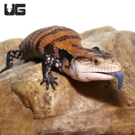 Juvenile Irian Jaya Blue Tongue Skink (Tiliqua sp.) For Sale - Underground Reptiles