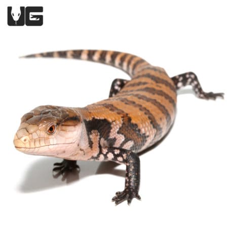 Juvenile Irian Jaya Blue Tongue Skink (Tiliqua sp.) For Sale - Underground Reptiles