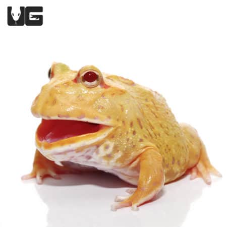 Pikachu Pacman Frogs (Ceratophrys cranwelli) for sale - Underground Reptiles