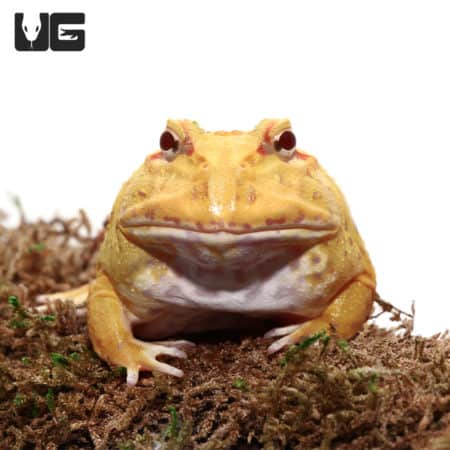 Pikachu Pacman Frogs (Ceratophrys cranwelli) for sale - Underground Reptiles