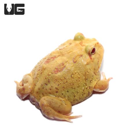 Pikachu Pacman Frogs (Ceratophrys cranwelli) for sale - Underground Reptiles
