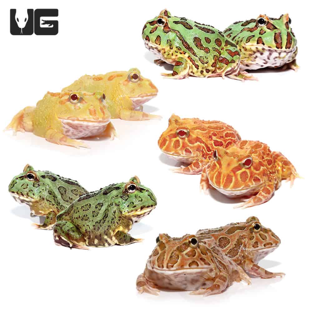 Strawberry Pacman Frogs For Sale Underground Reptiles