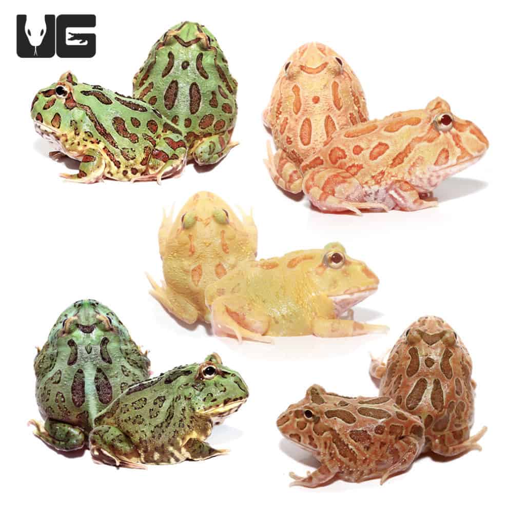 Pacman Frogs (Ceratophrys cranwelli) For Sale - Underground Reptiles