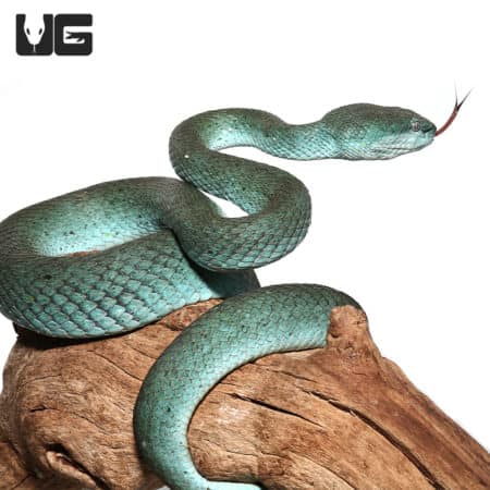 Komodo Island Pit Vipers *PROVEN BREEDER* (Trimeresurus insularis) For Sale - Underground Reptiles