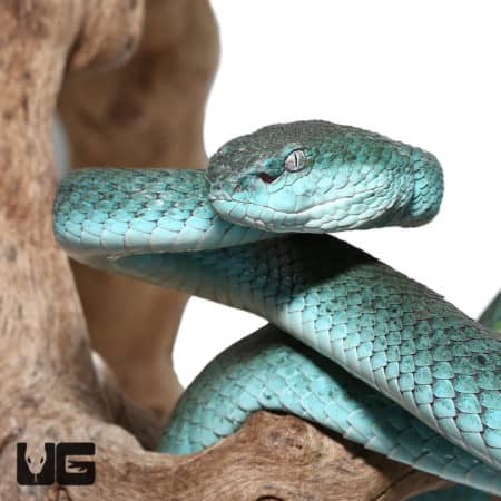 Komodo Island Pit Vipers *PROVEN BREEDER* (Trimeresurus insularis) For Sale - Underground Reptiles