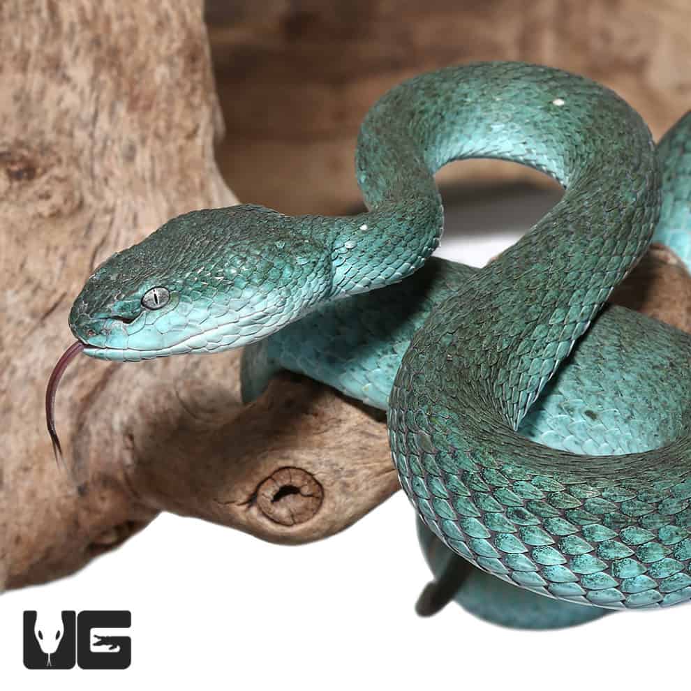 Komodo Island Pit Vipers *PROVEN BREEDER* (Trimeresurus insularis) For