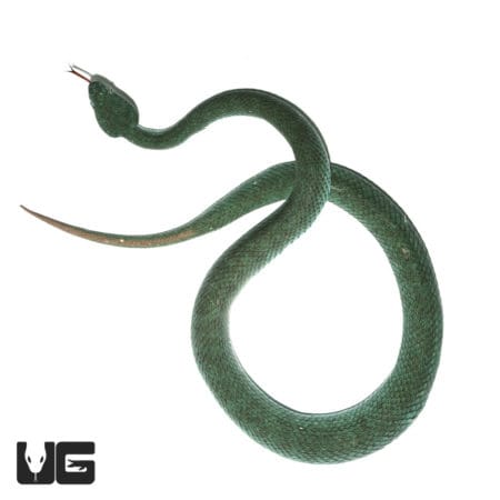 Komodo Island Pit Vipers *PROVEN BREEDER* (Trimeresurus insularis) For Sale - Underground Reptiles