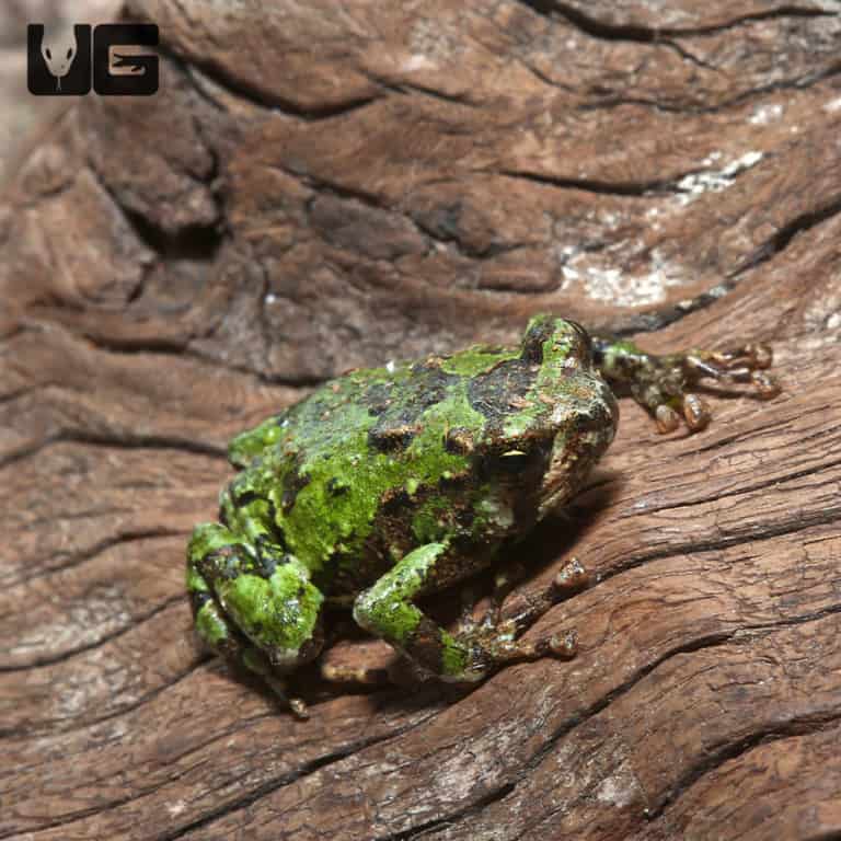 Madagascar marbled rain frog (Scaphiophryne marmorata) For Sale Underground Reptiles