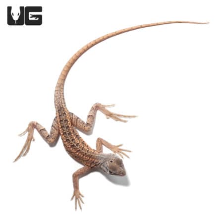Malagasy Three Eyed Lizards (Chalarodon madagascariensis)For Sale - Underground Reptiles
