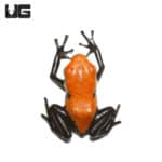 Orange Splash Back Dart Frogs (Adelphobates galactonotus) For Sale - Underground Reptiles