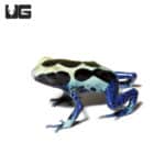 Oyapok Tinctorius Dart Frogs (Dendrobates tinctorious) For Sale - Underground Reptiles