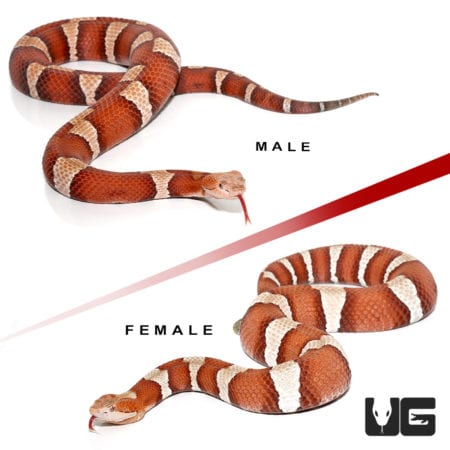 Pair High Orange Transpecos Copperhead (Agkistrodon contortrix pictigaster)For Sale - Underground Reptiles