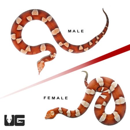 Pair High Orange Transpecos Copperhead (Agkistrodon contortrix pictigaster)For Sale - Underground Reptiles