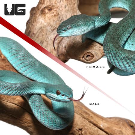 Pair Of Komodo Island Pit Vipers *PROVEN BREEDERS* (Trimeresurus insularis) For Sale - Underground Reptiles