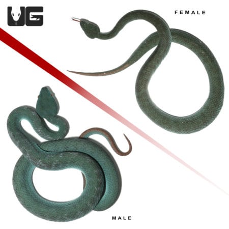 Pair Of Komodo Island Pit Vipers *PROVEN BREEDERS* (Trimeresurus insularis) For Sale - Underground Reptiles