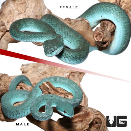 Pair Of Komodo Island Pit Vipers *PROVEN BREEDERS* (Trimeresurus insularis) For Sale - Underground Reptiles