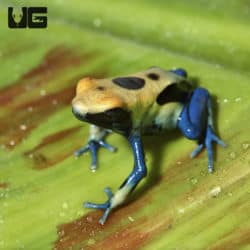 Patricia Tinctorius Dart Frogs (Dendrobates tinctorious) For Sale - Underground Reptiles