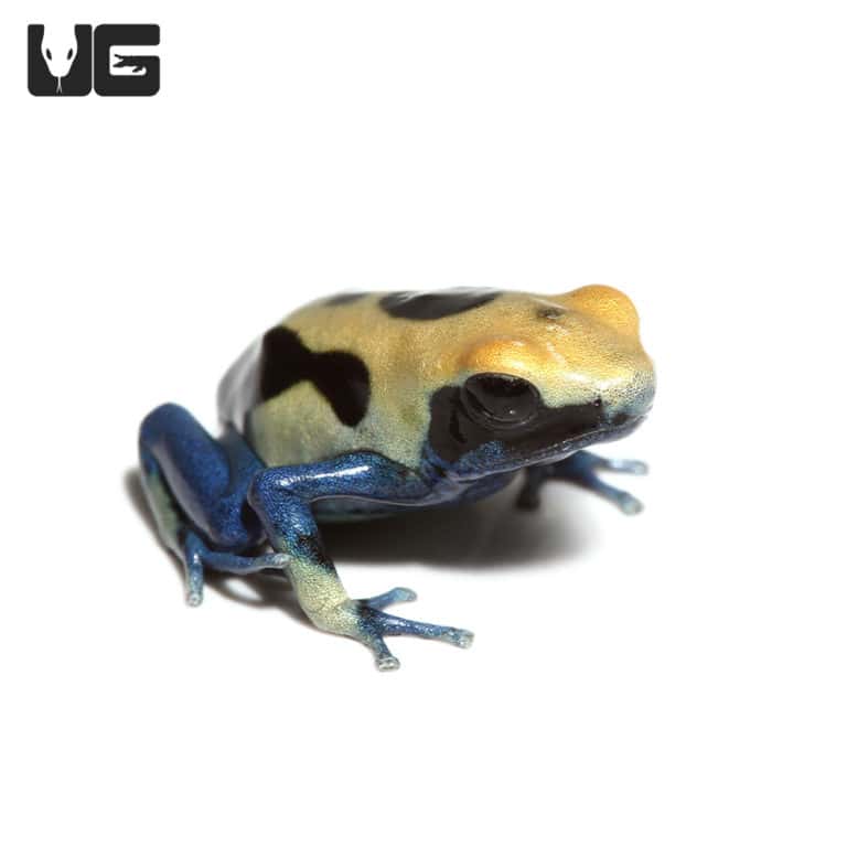 Patricia Tinctorius Dart Frogs For Sale Underground Reptiles