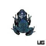 Powder Blue Tinctorius Dart Frogs (Dendrobates tinctorious) For Sale - Underground Reptiles