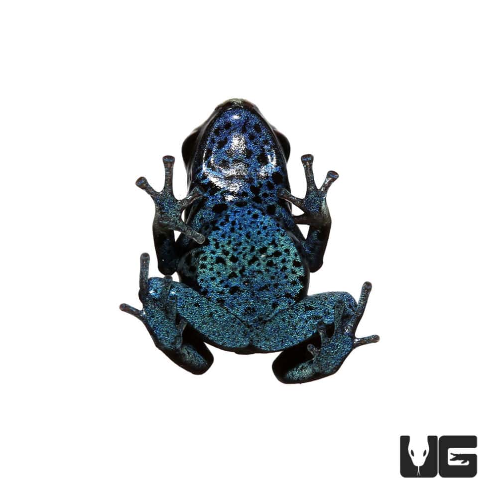 Powder Blue Tinctorius Dart Frogs (Dendrobates tinctorious) For Sale