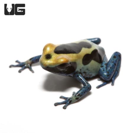 Powder Blue Tinctorius Dart Frogs (Dendrobates tinctorious) For Sale - Underground Reptiles