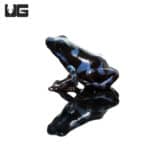 Baby Reticulated Blue And Black Auratus Dart Frogs (Dendrobates auratus) For Sale - Underground Reptiles