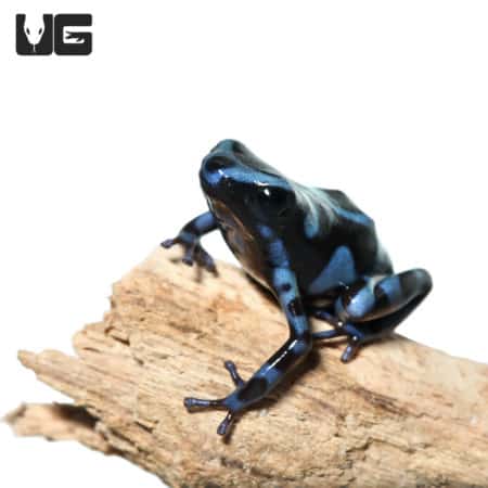 Baby Reticulated Blue And Black Auratus Dart Frogs (Dendrobates auratus) For Sale - Underground Reptiles