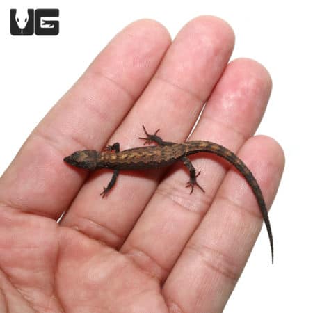 Schmidts Helmeted Skinks (Tribolonotus schmidti) For Sale - Underground Reptiles