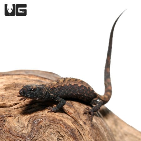 Schmidts Helmeted Skinks (Tribolonotus schmidti) For Sale - Underground Reptiles