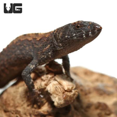 Schmidts Helmeted Skinks (Tribolonotus schmidti) For Sale - Underground Reptiles