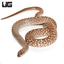 Speckled Hognose Snakes (Leioheterodon geayi) For Sale - Underground Reptiles