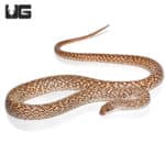 Speckled Hognose Snakes (Leioheterodon geayi) For Sale - Underground Reptiles