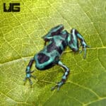 Super Blue Auratus Dart Frogs (Dendrobates auratus) For Sale - Underground Reptiles