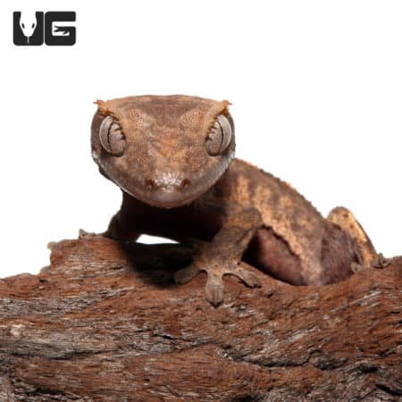 Juvenile Tailless Flame Dalmatian Crested Gecko (Correlophus ciliatus) For Sale - Underground Reptiles