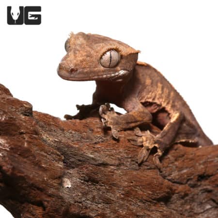 Juvenile Tailless Flame Dalmatian Crested Gecko (Correlophus ciliatus) For Sale - Underground Reptiles