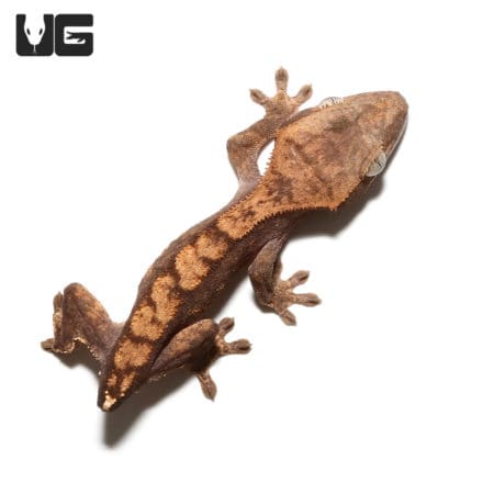 Juvenile Tailless Flame Dalmatian Crested Gecko (Correlophus ciliatus) For Sale - Underground Reptiles
