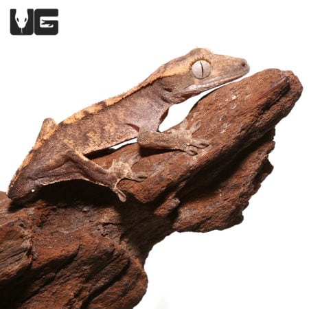 Juvenile Tailless Flame Dalmatian Crested Gecko (Correlophus ciliatus) For Sale - Underground Reptiles