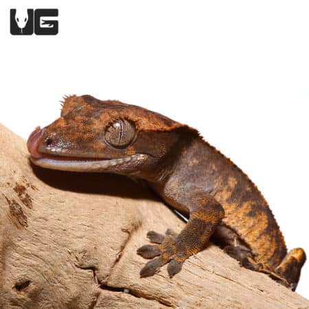 Juvenile Tailless Premium Pinstripe Crested Gecko (Correlophus ciliatus) For Sale - Underground Reptiles