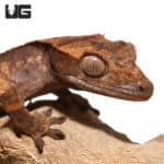 Juvenile Tailless Premium Pinstripe Crested Gecko (Correlophus ciliatus) For Sale - Underground Reptiles