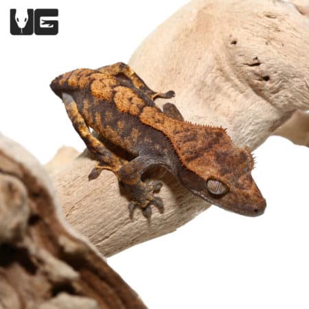 Juvenile Tailless Premium Pinstripe Crested Gecko (Correlophus ciliatus) For Sale - Underground Reptiles