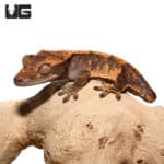 Juvenile Tailless Premium Pinstripe Crested Gecko (Correlophus ciliatus) For Sale - Underground Reptiles