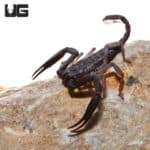 Thailand Flat Rock Scorpions (Alloscorpiops Citadelle) For Sale - Underground Reptiles