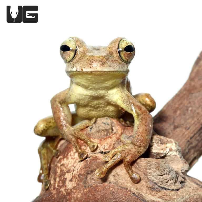 Minuta Tree Frogs for sale Underground Reptiles