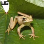 Treasury Island Tree Frogs (Litoria thesaurensis) for sale - Underground Reptiles