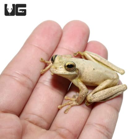 Treasury Island Tree Frogs (Litoria thesaurensis) for sale - Underground Reptiles