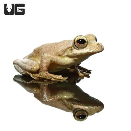 Treasury Island Tree Frogs (Litoria thesaurensis) for sale - Underground Reptiles
