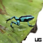 Turquoise And Black Dart Frogs (Dendrobates auratus) For Sale - Underground Reptiles