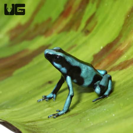Turquoise And Black Dart Frogs (Dendrobates auratus) For Sale - Underground Reptiles