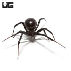 Western Black Widow Spider (Latrodectus hesperus) For Sale - Underground Reptiles